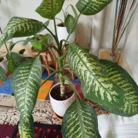 گلهای خونگی مقاوم (باشت)|گل و گیاه طبیعی|دوگنبدان, |دیوار