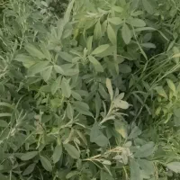 بیده دست درو ( یونجه )