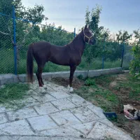 اسب نریان کرد