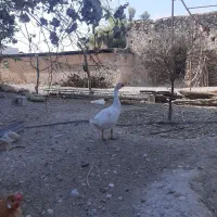 غاز