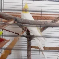 عروس هلندی|پرنده|قیدار, |دیوار