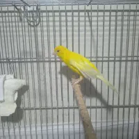 قناری نر طلایی قرص رگباری بخون(رولرهارتس)