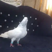 کبوتر فرفره