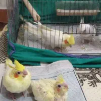 طوطی عروس جفت|پرنده|رشت, دیانتی|دیوار