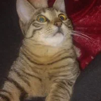 واگذاری گربه