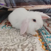بچه خرگوش لوپ نر