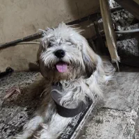 سگ فروشی|سگ|دزفول, |دیوار