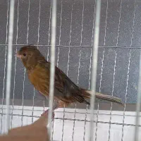 قناری نر ریز خان