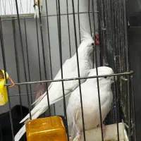 عروس هلندی البینو جفت با تخم|پرنده|نسیمشهر, |دیوار