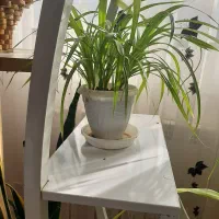 فروش گل طبیعی به علت جابه جایی|گل و گیاه طبیعی|بیرجند, |دیوار