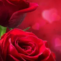 گل فروشی ،،حجامت ومیگرن