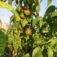 باغ۱۷۵۰متری|فروش دفتر صنعتی، کشاورزی، تجاری|کرمانشاه, |دیوار