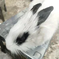 خرگوش|موش و خرگوش|شهریار, شهریار|دیوار