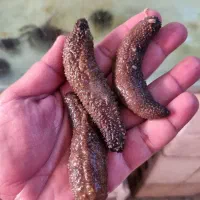 پک تمیز کننده آکواریوم آبشور|ماهی|تهران, جوادیه تهرانپارس|دیوار