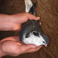 ۵ عدد کبوتر