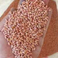 فروش بذر گندم آبی مادری و گواهی فرانسوی|عمده‌فروشی|روانسر, |دیوار
