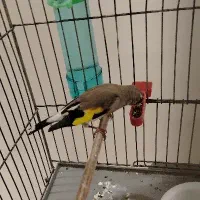 سقا نر کوه هزار|پرنده|کرمان, |دیوار