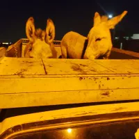الاغ ماده