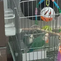 جفت کوتوله برزیلی