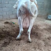 گاو و گوساله|حیوانات مزرعه|گتوند, |دیوار