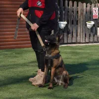 مربی سگ های خانواده و کار|خدمات آموزشی|گرگان, |دیوار