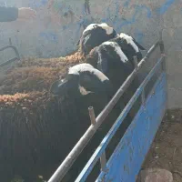 بره ماده اصل شالی درشت