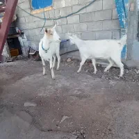 بزغاله عتیقه|حیوانات مزرعه|جوانرود, |دیوار