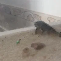 ماهی لجن خارو اسکار|ماهی|کدکن, |دیوار