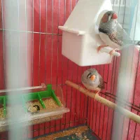 فنچ و مرغ عشق