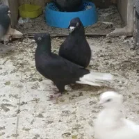 جفت زاغ دم سفید کلایی دم گرد