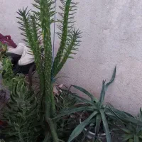 کاکتوس|گل و گیاه طبیعی|شیراز, انجیر|دیوار