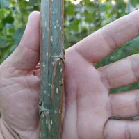 پیش فروش نهال صنوبر اصلاح شده