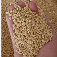 گندم بذری آبی بگراس|خدمات باغبانی و درختکاری|شازند, |دیوار