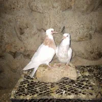 کفتر|پرنده|جوین, |دیوار