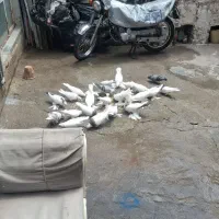 دوگونی زیل کبوتر