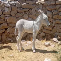 فروش دوراس الاغ ماده و دوراس کره الاغ