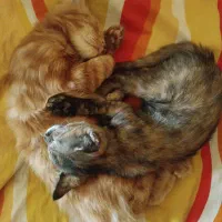 بچه گربه ۴و۵ ماهه