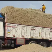 مرکز فروش کلی و جزیی کاه نیشکر خوراک، باگاس دامی