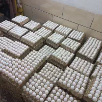 تخم مرغ نوکی،شکسته، قنادی ،کیک پزی