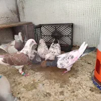 کفتر یا کبوتر معاوضه با قناری