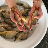 فروش بچه ماهی گرمابی