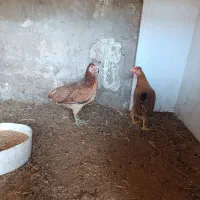 اهواز