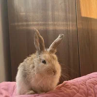 فروش خرگوش لوپ با لوازم