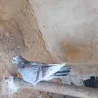 کبوتر پرشی|پرنده|کنگاور, |دیوار