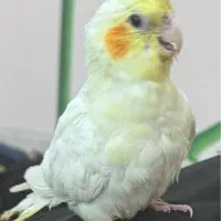 عروس هلندی گمشده