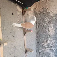 چهارتا رنگه نر