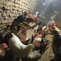 فروش‌‌مرغ‌وخروس