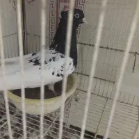 کبوتر کفتر کله سینه|پرنده|شوشتر, |دیوار