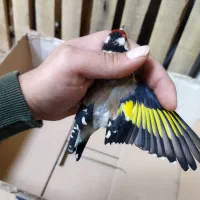 سهره عشقبازی|پرنده|خوی, |دیوار