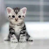 بچه گربه گمشده (عکس عکس گربه نیست)